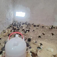 جوجه سلطان موجود
