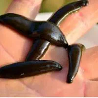 آموزش پرورش و تکثیر زالو