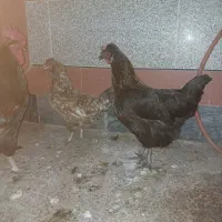 مرغ