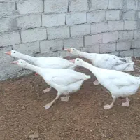 غاز محلی ارگانیک طبیعی برای شب چله|حیوانات مزرعه|اردبیل, |دیوار