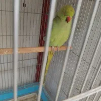 مانگو ماده فروشی