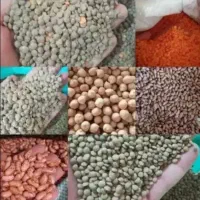پخش انواع حبوبات بصورت عمده وخورده