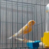 قناری نر شل سفت خون