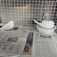 کفتر کبوتر دم سیاه بلند