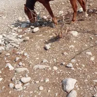 اسب فروشی|اسب و تجهیزات اسب‌سواری|دوگنبدان, |دیوار