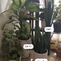 گل فروشی|گل و گیاه طبیعی|سرپل ذهاب, |دیوار