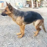 سگ ژرمن شپرد ماده