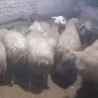 گوسفند فروشی.