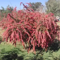 زرشک|خوردنی و آشامیدنی|مود, |دیوار