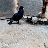 کفتر بوم رنگه جفگاه پرشی آلمانی نرماده صید دمسفید