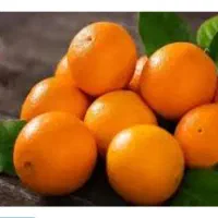 پرتقال تامسون درجه یک شمال|حراج|لنگرود, |دیوار