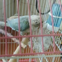 پرنده .طوطی.عروس هلندی