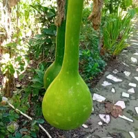 فروش کدوی تزیینی