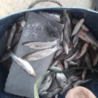 ماهی بیاح تازه صید امروز|ماهی|بندر امام خمینی, |دیوار