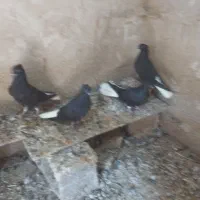 پرنده|پرنده|آغاجاری, |دیوار