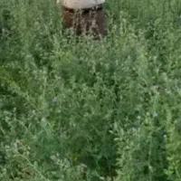 بیده یونجه فاریاب    مکان بم