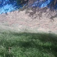 کره گوسفندی تازه