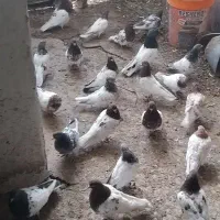 کبوتر لونه ای