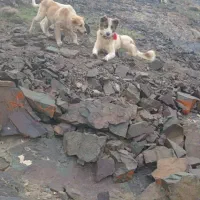 سگ گله قیمت 5ملیون بشرط گله یکساله|سگ|دلیجان, |دیوار