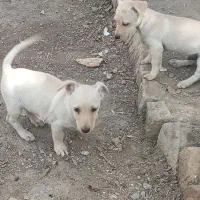 دو عدد توله پاکوتاه نر|سگ|شیروان (خراسان), |دیوار