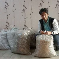 گردو تازه تویسرکان در فروشگاه گردوپیچ