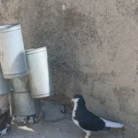 کبوتر|پرنده|شیراز, اکبر آباد|دیوار