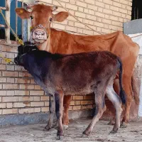 گاو. وگوساله