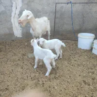بزو بزغاله سانن دوقلو