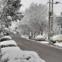 گوسفند برای خون وقربانی لطفا قصاب وچوب دارپیام ندن