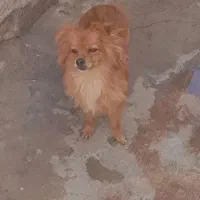 سگ افغانی معاوضه با ژرمن