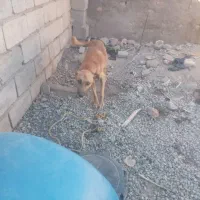 سلام کمد فروشی سک معاوضه میکنم با یک سک دیکه|جاکفشی، کمد، دراور|خاش, |دیوار