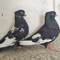 کبوتر سینه|پرنده|شیراز, نصر|دیوار