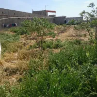کارگر مرغداری تخم گذار