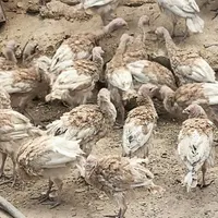 بوقلمون بوربون قرمز غول پیکر آمریکایی نژاد دار|حیوانات مزرعه|میانه, |دیوار