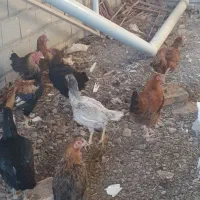 مرغ و خروس لاری و محلی|حیوانات مزرعه|بسطام, |دیوار