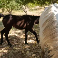 فروش سه راس اسب مادیان نژاددار|اسب و تجهیزات اسبسواری|یاسوج, |دیوار