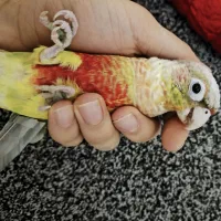 طوطی گرینچیک