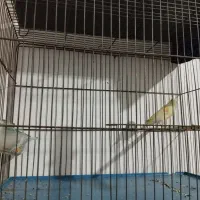 فروش ماده موزایئکی خوشگل|پرنده|بروجرد, |دیوار