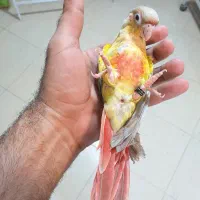 جفت گرینچیک تازه دونخور