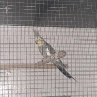 عروس هلندی فروش