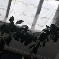 گل طبیعی|گل و گیاه طبیعی|شهرکرد, |دیوار