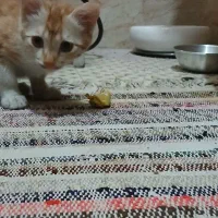 غذای گربه و خاک گربه وخود گربه|گربه|اراک, |دیوار