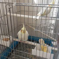 عروس هلندی|پرنده|اراک, |دیوار