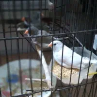 فنچ زبرا نر و ماده|پرنده|ری, دیلمان|دیوار