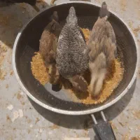 مرغ با 4 تاجوجه رسمی|پرنده|کهک, |دیوار