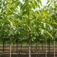 نهال گردوی حرفه‌ای مناسب صادرات و کاشت تجاری|گل و گیاه طبیعی|ارسنجان, |دیوار