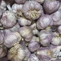 سیر