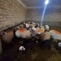 حیوانات مزرعه|حیوانات مزرعه|باوله, |دیوار