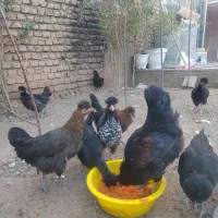مرغ و خروس گلین، جهادی، لهستانی