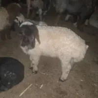 بره چاق گوشتی